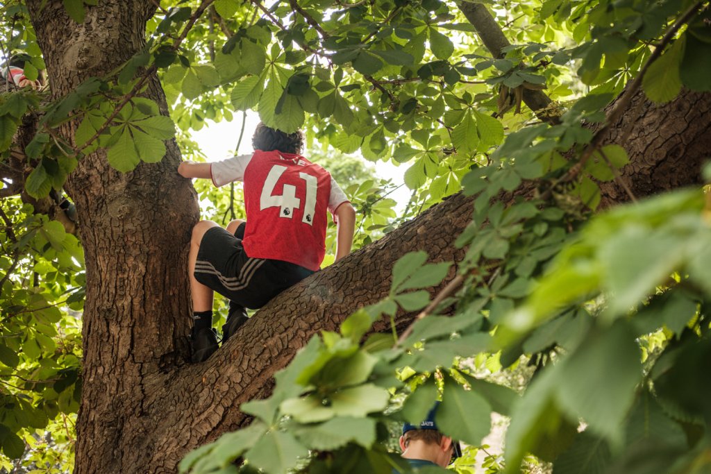 A young boy is up in a tree.  He is wearing a red and white football shirt with the number forty one on the back.
